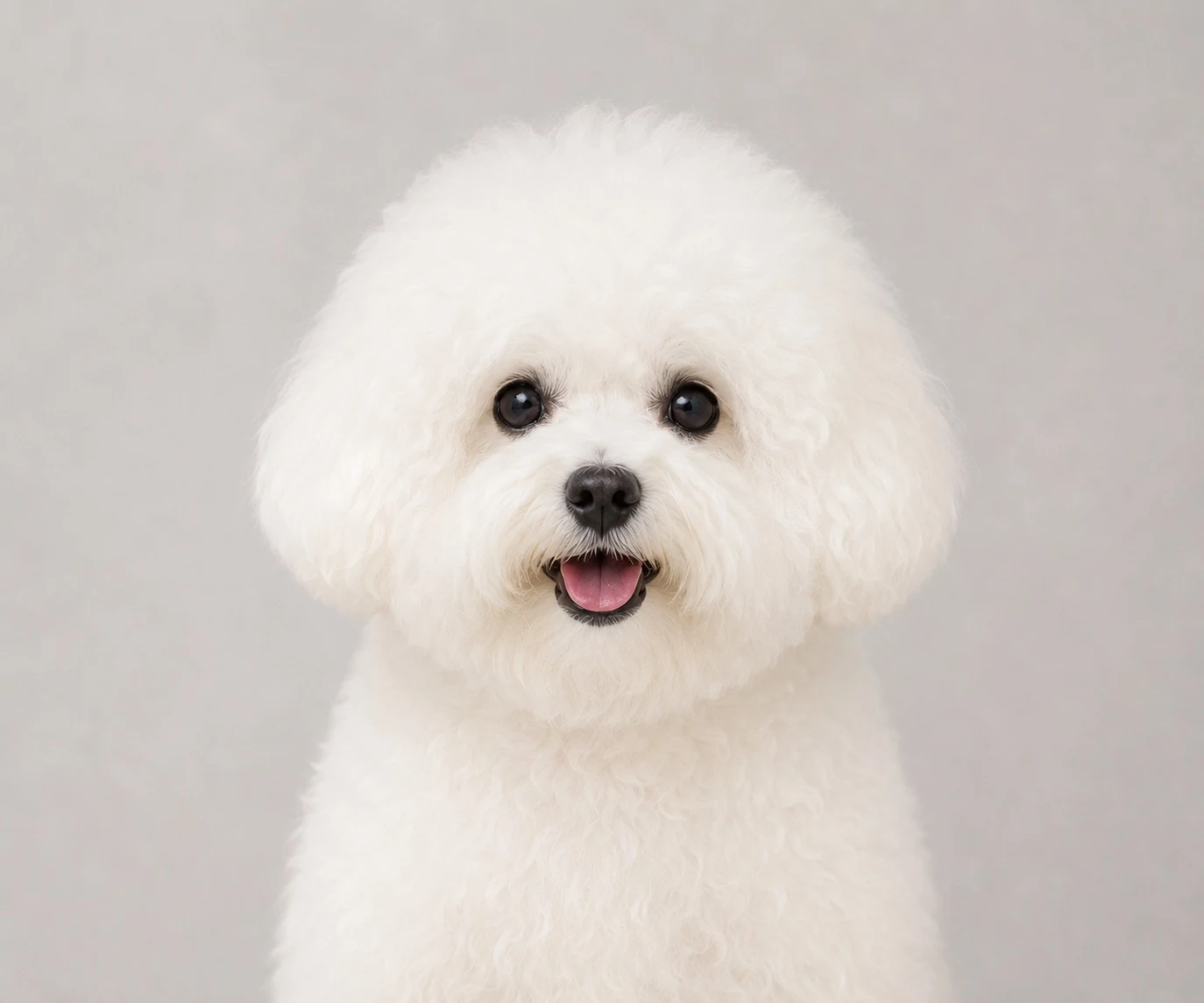 Bichon Frisé