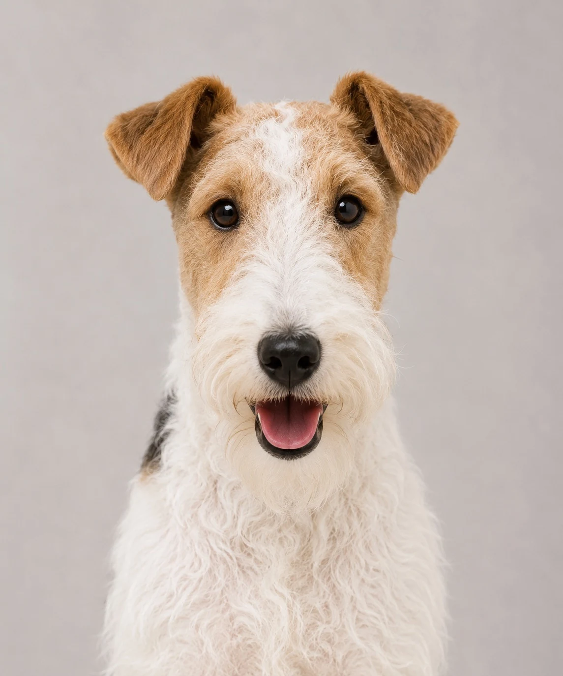 Foxterrier rauhaar