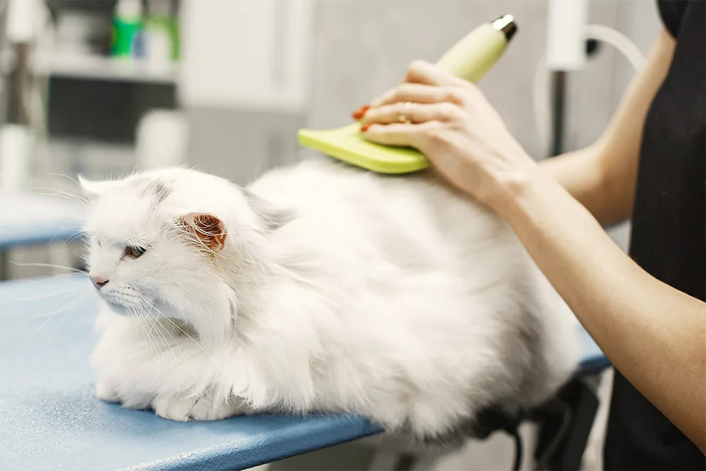 Katzenpflege im Best Friends Hundesalon