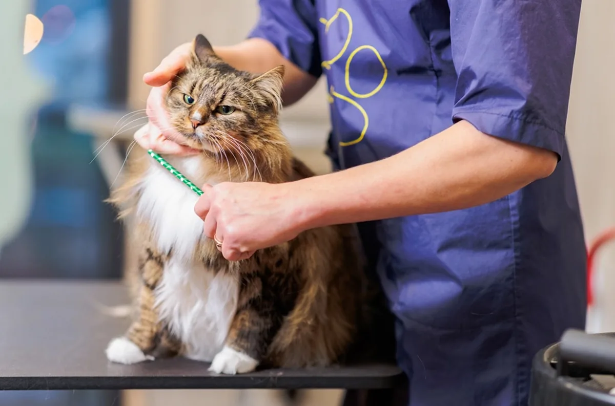 Katzenpflege im Best Friends Hundesalon