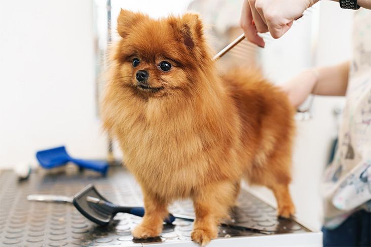 Hundepflege im Bestfriends Hundesalon