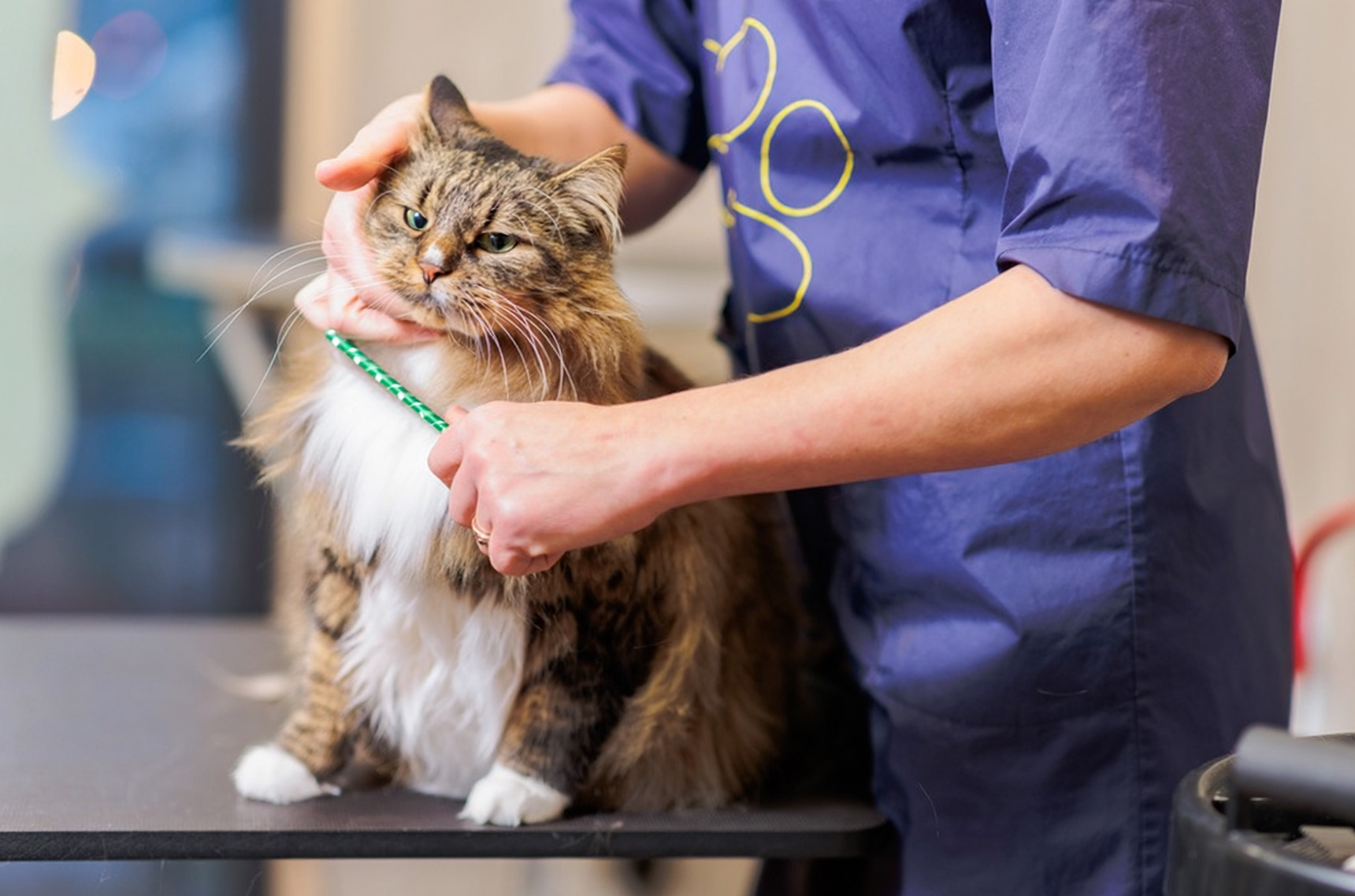 Katzenpflege im Best Friends Hundesalon