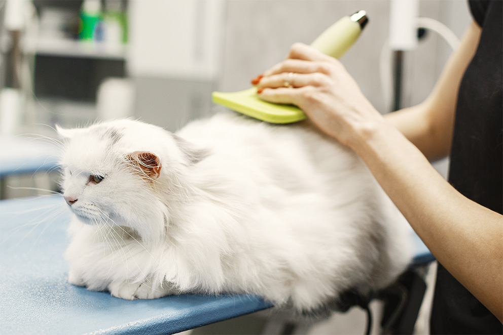 Katzenpflege im Bestfriends Hundesalon